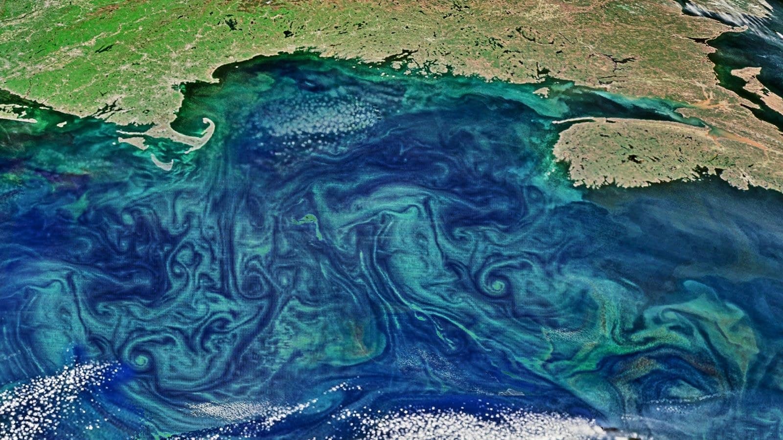 藻類從地球沿海海洋的衛(wèi)星圖像中大量繁殖。鳴謝：連峰